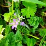 Erodium moschatum Habit