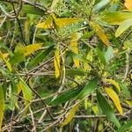 Acacia auriculiformis পাতা