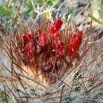 Parodia aureicentraBlomma