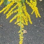 Solidago giganteaКветка