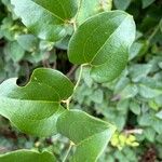 Smilax rotundifolia Leaf