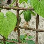 Thladiantha dubia Fruit