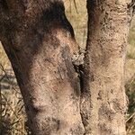 Combretum adenogonium Bark