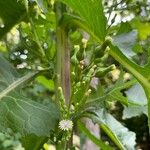 Lactuca biennis Fiore