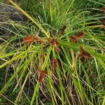 Cyperus ligularis Fruto