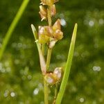 Scheuchzeria palustris Gyümölcs