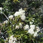 Ceanothus cuneatus Habitus