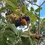 Rubus apetalus Fruto