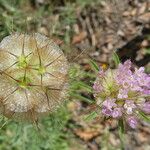 Lomelosia stellata Mbuma