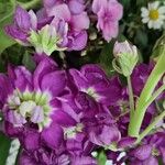 Matthiola incana Kwiat