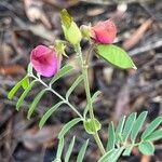 Tephrosia purpurea Květ