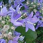 Campanula pyramidalis Λουλούδι