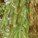 Taxodium distichumΦύλλο