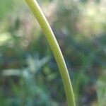 Tragopogon angustifolius 樹皮