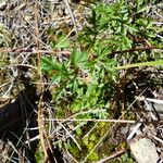 Bidens andicola Leaf