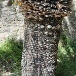 Macrozamia moorei Corteza