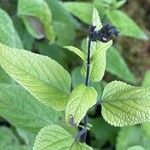 Salvia guaranitica Folla