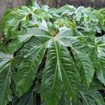 Tetrapanax papyrifer Jani