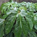 Tetrapanax papyriferЛіст