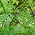 Chaerophyllum hirsutum ശീലം