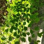 Cotoneaster horizontalis برگ