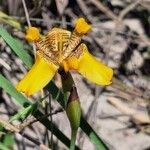 Trimezia juncifolia Flower