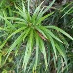 Podocarpus parlatorei Hoja