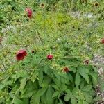 Potentilla thurberi Flower