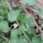 Veronica hederifolia Leaf