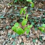Betula medwediewii Hoja