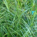 Carex muskingumensis 整株植物