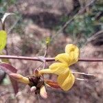 Barleria lupulina 花