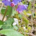 Pulmonaria montana Flower