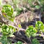 Baccharis pilularis برگ