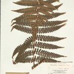 Cyathea surinamensis Лист