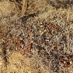 Edithcolea grandis Habit