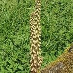 Digitalis ferrugineaFlower