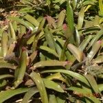 Neoregelia spectabilis Leaf