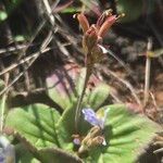 Craterostigma plantagineum Fruit