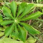 Cecropia peltata Feuille