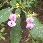 Impatiens glanduliferaफूल