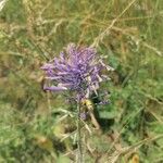 Muscari matritense Fiore