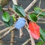 Berberis verruculosa Fruit