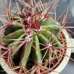 Ferocactus emoryi Fulla