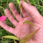 Persicaria punctata Liść