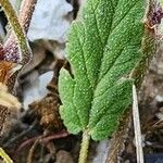 Erodium laciniatum Foglia