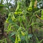 Nicotiana langsdorffii Flower