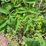 Cicuta maculata Blatt