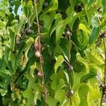 Dioscorea polystachya Alkat (teljes növény)