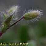 Cerastium brachypetalum Fruto